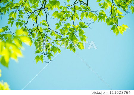 爽やか春の芽吹き 新緑 111628764