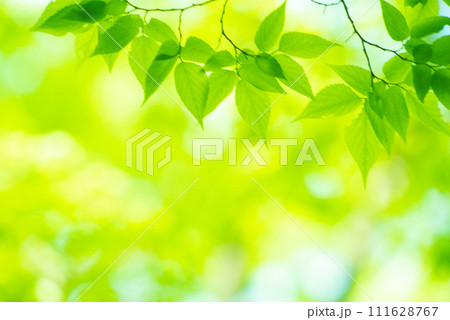 爽やか春の芽吹き 新緑 爽やか春の芽吹き 新緑 111628767