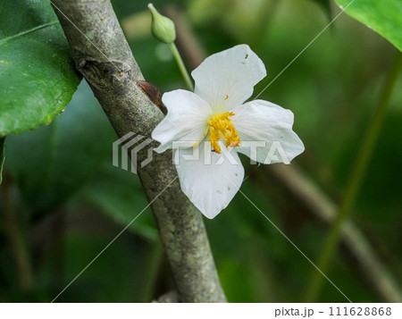 シラユキゲシ(白雪芥子)のある風景 シラユキゲシ(白雪芥子)のある風景 111628868