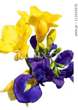 Dutch iris on a white background 111628876