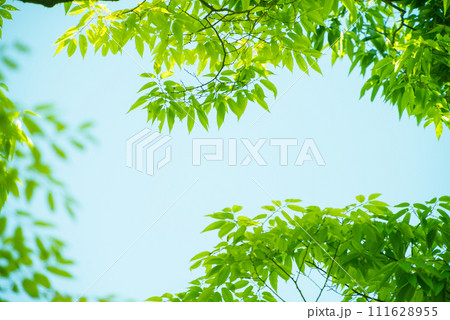 爽やか春の芽吹き 新緑 爽やか春の芽吹き 新緑 111628955
