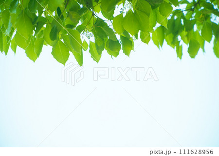 爽やか春の芽吹き 新緑 爽やか春の芽吹き 新緑 111628956