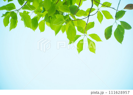 爽やか春の芽吹き 新緑 爽やか春の芽吹き 新緑 111628957