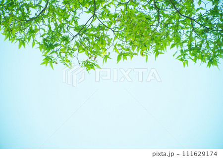爽やか春の芽吹き 新緑 111629174