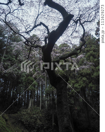 萩市・辻山のしだれ桜 萩市・辻山のしだれ桜 111629273