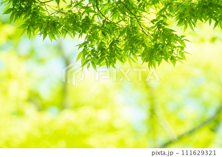 爽やか春の芽吹き 新緑 爽やか春の芽吹き 新緑 111629321