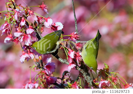 静岡県伊豆市土肥地区　ピンクが鮮やかな早咲きの土肥桜にとまる2羽のメジロ 111629723