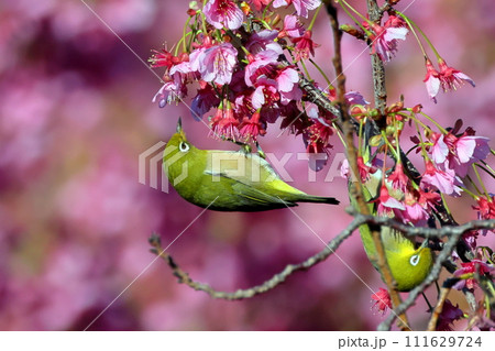 静岡県伊豆市土肥地区　ピンクが鮮やかな早咲きの土肥桜にとまる2羽のメジロ 111629724
