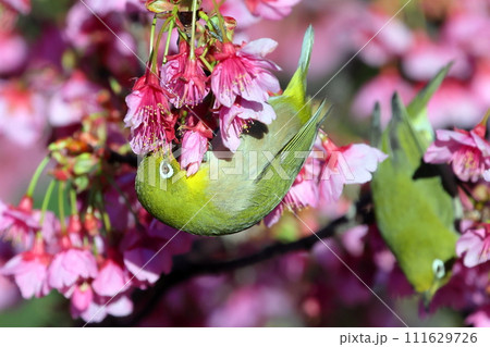 静岡県伊豆市土肥地区　ピンクが鮮やかな早咲きの土肥桜にとまる2羽のメジロ 111629726