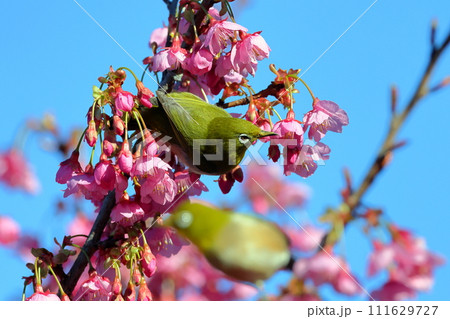 静岡県伊豆市土肥地区　ピンクが鮮やかな早咲きの土肥桜にとまる2羽のメジロ 111629727