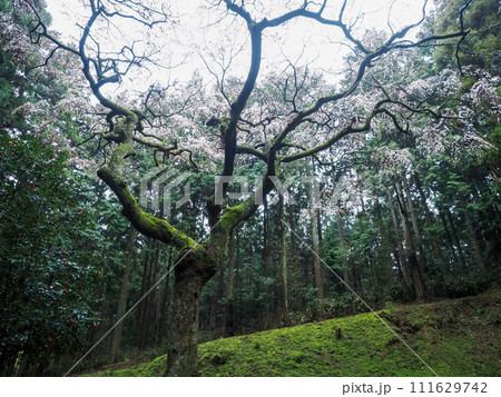 萩市・辻山のしだれ桜 萩市・辻山のしだれ桜 111629742