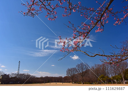 青空と河津桜 111629887