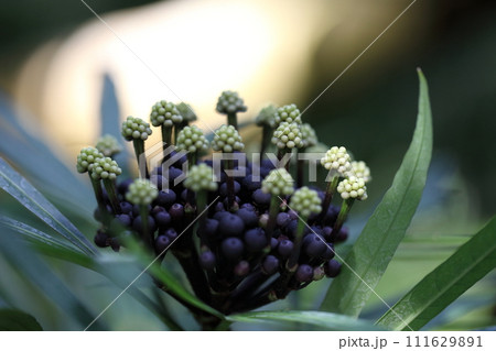 オスモキシロンの花の蕾 111629891