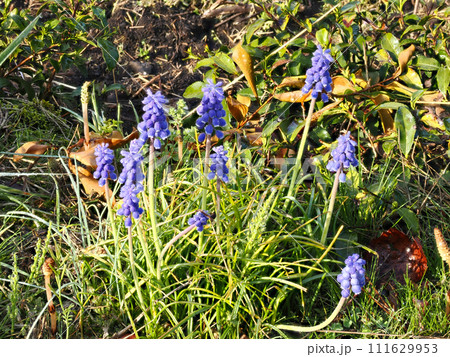 ムスカリのある風景 111629953
