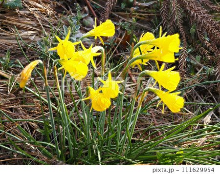 ラッパズイセンのある風景 111629954