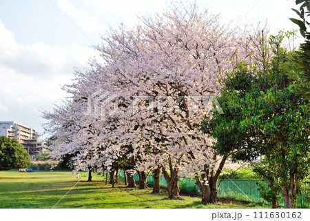千葉市花見川区　清水代公園の桜 111630162
