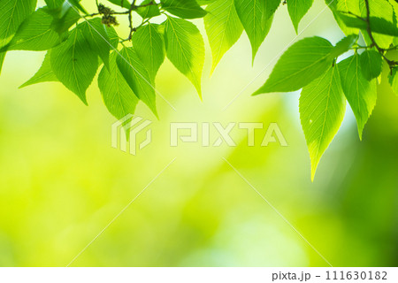 爽やか春の芽吹き 新緑 爽やか春の芽吹き 新緑 111630182