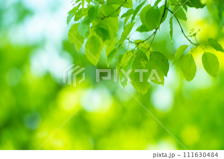 爽やか春の芽吹き 新緑 111630484