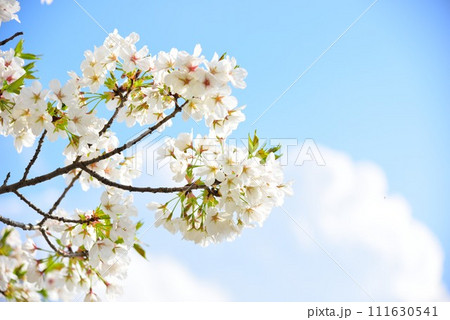 千葉市 桜と明るい空 春イメージ 千葉市 桜と明るい空 春イメージ 111630541
