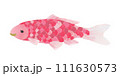 赤色の鯉 111630573