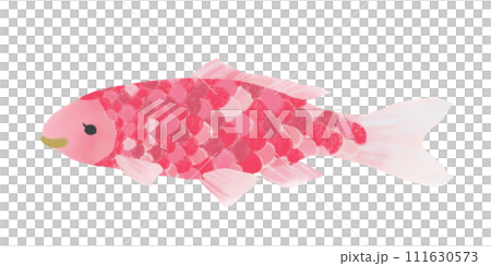 紅鯉魚 111630573