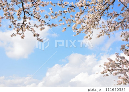 千葉市　桜と明るい空　春イメージ 111630583
