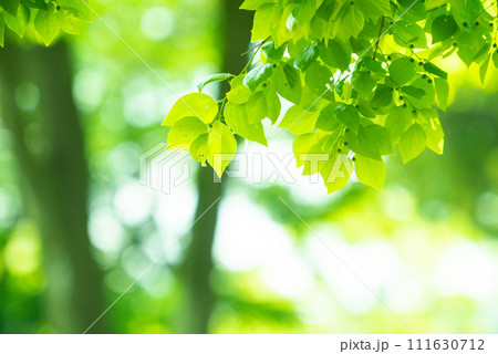 爽やか春の芽吹き 新緑 爽やか春の芽吹き 新緑 111630712