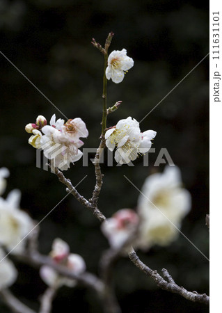 咲き始めの梅の花 黒背景 鳥取県 樗谿公園 咲き始めの梅の花 黒背景 鳥取県 樗谿公園 111631101
