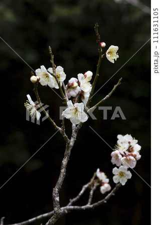 咲き始めの梅の花 黒背景 鳥取県 樗谿公園 111631105
