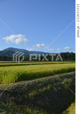 黄金色に実った田んぼ(佐渡島/新潟県) 黄金色に実った田んぼ(佐渡島/新潟県) 111631313