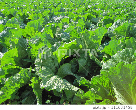 白菜畑 111631459