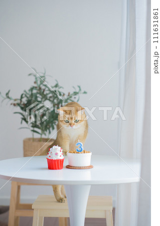 cat care concept with british cat happy with eat food in livingroom cat care concept with british cat happy with eat food in livingroom 111631861
