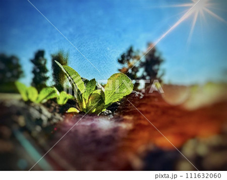 Close up of the green little sprout of young cabbage is growing up in the soil under the blue sky and bright sunrise in the morning. Banner background of garden agriculture concept. Close up of the green little sprout of young cabbage is growing up in the soil under the blue sky and bright sunrise in the morning. Banner background of garden agriculture concept. 111632060