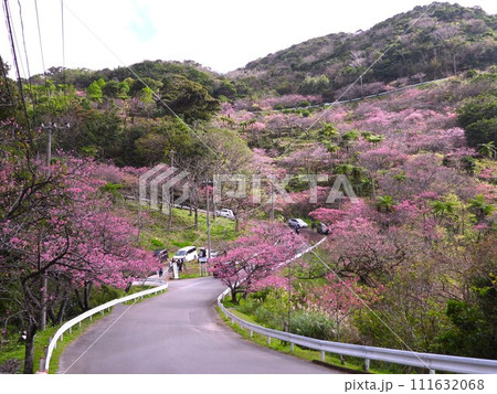 2024年 沖縄 桜 2024年 沖縄 桜 111632068