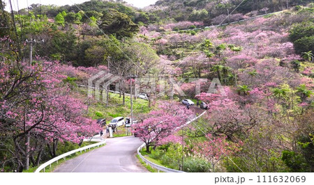 2024年　沖縄　桜 111632069