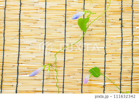 アサガオ 朝顔 あさがお つぼみ アサガオ 朝顔 あさがお つぼみ 111632342