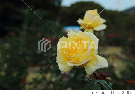 荒尾市　おもやい市民花壇　バラの花、 111632389