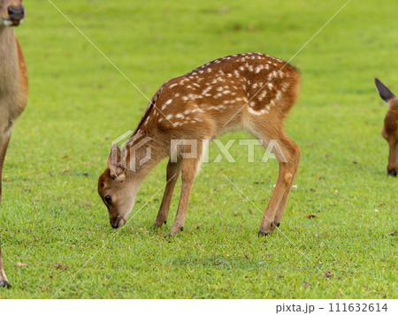奈良公園の子鹿 奈良公園の子鹿 111632614