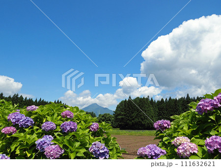 磐梯山と紫陽花、白い雲が初夏の青空に印象的で綺麗だ。 111632621