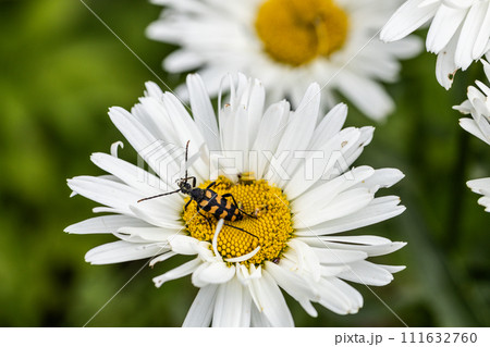 Plagionotus arcuatus, striped longhorned beetle close-up on chamomile flower Plagionotus arcuatus, striped longhorned beetle close-up on chamomile flower 111632760