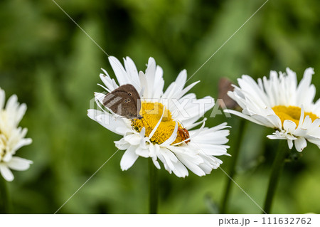 Aphantopus hyperantus butterfly on a daisy flower. Flower peephole butterfly  111632762