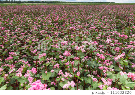 Red buckwheat flowers on the field. Buckwheat field on a summer sunny day. Red buckwheat flowers on the field. Buckwheat field on a summer sunny day. 111632820