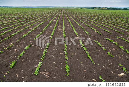 Fresh green soy plants on the field in spring. Rows of young soybean plants  111632831