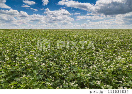 White buckwheat flowers on the field. Blooming buckwheat. Buckwheat field on a sunny summer day.  111632834