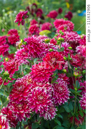 Beautiful red dahlia in the garden. Dahlia flowers Beautiful red dahlia in the garden. Dahlia flowers 111632906