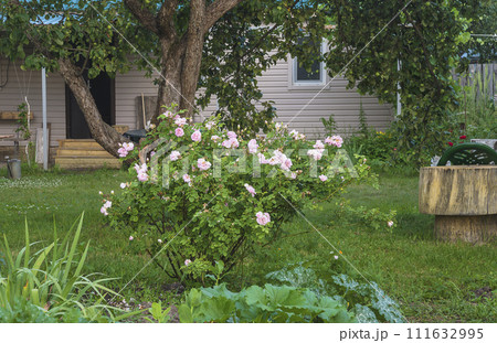 Summer leisure activities concept; Summer garden with rosebush and old apple tree near a house 111632995