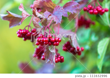 Red viburnum berries on a tree in autumn 111632996