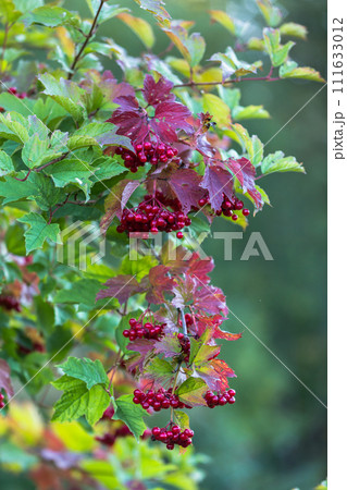 Red viburnum berries on a tree in autumn 111633012