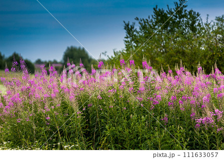 Pink wild Fireweed or Great willowherb or Chamaenerion angustifolium flowers in the forest glade. Used to brew a tea drink or Koporye tea Pink wild Fireweed or Great willowherb or Chamaenerion angustifolium flowers in the forest glade. Used to brew a tea drink or Koporye tea 111633057