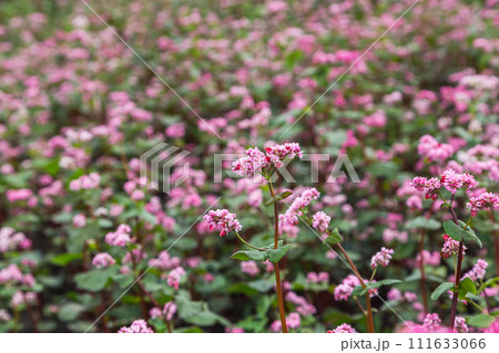 Red buckwheat flowers on the field. Buckwheat field on a summer sunny day. Red buckwheat flowers on the field. Buckwheat field on a summer sunny day. 111633066